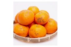 ［先行予約］家庭用 カラマンダリン5kg+250g（傷み補償分）［南津海・なつみ］［希少な春柑橘］［わけあり・訳あり］［みかんと同じように食べられます］［IKE70］