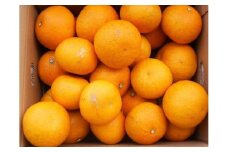 和歌山由良町産はっさく 約10kg サイズ混合 【訳あり ご家庭用 キズあり】 【SL42】