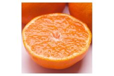 ＜11月より発送＞ 厳選 完熟 有田みかん 2.5kg+75g（傷み補償分） 光センサー選果 ［IKE206］