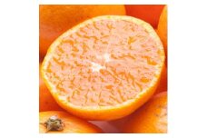 ＜11月より発送＞ 厳選 小玉な 有田みかん 2.5kg+75g（傷み補償分） 光センサー選果 ［IKE186］