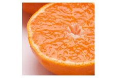 ＜1月中頃より発送＞ 家庭用 越冬完熟みかん 1.5kg+45g（傷み補償分） ハウスみかん 訳あり わけあり 光センサー選果 ［IKE189］