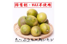 ＜9月より発送＞ 加工用 黒潮 レモン 5kg+150g（傷み補償分） 和歌山有田産 防腐剤・WAX不使用 安心の国産レモン 訳あり わけあり レモン 果汁用［IKE80］