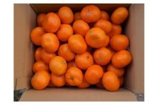 紀州有田みかん 約10kg 2S～2Lいずれか ご家庭用 キズアリ［SL51］