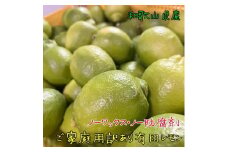 紀州和歌山 有田レモン（ご家庭用）約3kg ［先行予約］［国産］［農園直送］［ノーワックス・ノー防腐剤］［MS70］