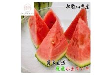 《先行予約》［厳選］小玉すいか『ひとりじめ７』Ｍサイズ／１玉入り［農家直送］［先行予約］［和歌山県産］［MS126］