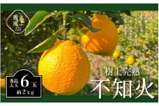 不知火 希少な樹上完熟！ 秀品大玉 6個入 (約2kg)　【2026年2月下旬頃～4月中旬頃まで発送】【KT2】