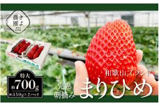 特大まりひめイチゴ 朝摘 6個～11個入×2パック［2026年1月中旬頃より発送］［先行予約］［KT3］