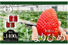 特大まりひめイチゴ 朝摘 6個～11個入×4パック［2026年1月中旬頃より発送］［先行予約］［KT4］