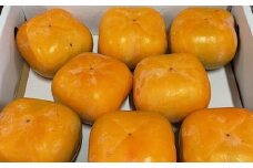 大玉サイズ 平たねなし柿「クイーンパーシモン」約4kg （10玉～12玉おまかせ）★2025年10月中旬頃より順次発送［TM86］