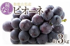 【新鮮・産直】和歌山かつらぎ町産たねなしピオーネ約3kg★2025年8月中旬頃より順次発送【TM127】