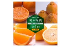 ［偶数月 全6回 ］ 柑橘定期便A［IKE13］
