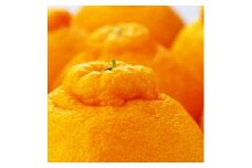こだわり農家の 濃厚 不知火 12～24玉 (約5kg)［先行予約］［MS39］