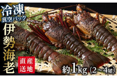 冷凍 伊勢海老  真空パック 約1kg（2～4匹入り） 南紀黒潮 イセエビ 通年発送｜期間限定 漁師直送 海鮮 海老 とれたて 人気