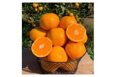 和歌山県産 有田みかん 約4kg 秀品