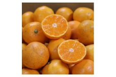 和歌山県産 有田みかん 約5kg 家庭用 【US60】
