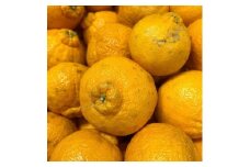 和歌山産 不知火 約3kg 【家庭用】