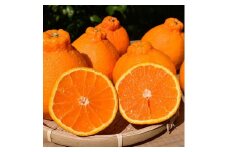和歌山産 不知火［12玉～24玉］秀品［US63］