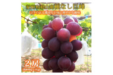 紀州和歌山産 の種なし巨峰ぶどう2房（約800g〜1kg）【UT121】