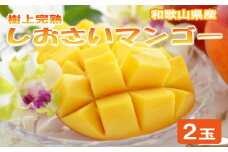 和歌山県産 樹上完熟しおさいマンゴー 2玉入り★2025年７月末頃より順次発送　［TM218］