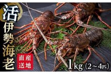 活 伊勢海老 1kg（2～4匹）南紀黒潮イセエビ 年末年始 お正月 お届け可【着日指定必須】｜期間限定 漁師直送 海鮮 海老 とれたて 人気
