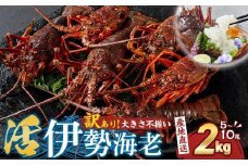 【訳あり】天然 活 伊勢海老 約2kg（ 5～10尾 大きさ 不揃い ）南紀黒潮イセエビ 年末年始 お正月 お届け可【着日指定必須】｜ 期間限定 漁師直送 海鮮 海老 とれたて 人気