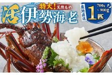 【特大】天然 活 伊勢海老 １匹（700g～900g）南紀黒潮イセエビ 年末年始 お正月 お届け可 【着日指定必須】｜期間限定 漁師直送 海鮮 海老 とれたて 人気 高級 産地直送