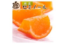 厳選 セミノールオレンジ 1kg+250g（傷み補償分）【春みかん】【有田産】【光センサー食べ頃出荷】 ［IKE275］