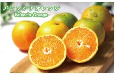 【国産】希少バレンシアオレンジ　5kg　※2026年6月下旬頃～7月上旬頃 順次発送予定【uot711】