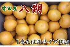 【手選果】有田産の八朔10kg（Lまたは2Lサイズいずれかお届け）＜2026年1月下旬～2026年2月下旬頃に順次発送＞【tec846A】