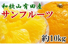 和歌山有田産サンフルーツ約10kg(M～3Lサイズおまかせ) ※2021年3月下旬～4月下旬にかけて順次発送【tec850】
