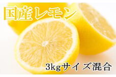 【産直】和歌山産レモン約3kg（サイズ混合）※2025年3月中旬～2025年5月下旬頃に順次発送【tec504A】