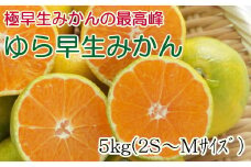 【極早生みかんの逸品】有田産ゆら早生みかん 約5kg※2025年10月中旬より順次発送【tec801A】