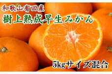 紀州有田産早生みかんの樹上熟成みかん5kg(サイズ混合) ※2022年1月中旬より順次発送【tec803】
