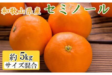 和歌山県由良町産セミノールオレンジ約5kg(サイズ混合　秀品) 【tec922A】