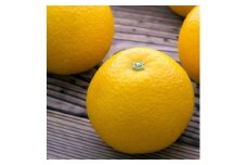 【先行予約】【産地直送】濃厚八朔　約7.5kg ※2025年2月中旬～3月下旬頃順次発送予定 ※着日指定不可【ard170B】