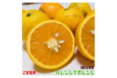 【先行予約】有田育ちの国産バレンシアオレンジ(ご家庭用)　3kg【農家直送】【和歌山県産】【ard178A】