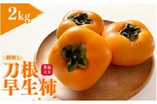 【先行予約】種無し柿 刀根早生柿 秀品大玉 約2kg（6個） 2025年9月下旬～10月下旬頃に順次発送予定（お届け日指定不可）/ 柿 かき 種無し 秀品 大玉 フルーツ 果物 くだもの【kiy002】