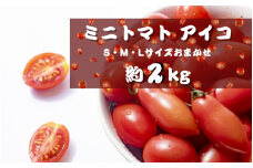 ミニトマト アイコ (松トマト） 約2kg（S・M・Lサイズおまかせ）【4月発送】【sml131A-4】
