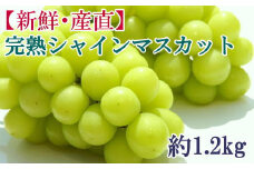 【新鮮・産直】和歌山かつらぎ町産 完熟シャインマスカット 約1.2kg  ぶどう ブドウ マスカット 果物 くだもの フルーツ 【tec923A】