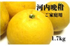 【2025年4月中旬～6月下旬発送】【和製グレープフルーツ】有田育ちの河内晩柑(ご家庭用)　1.7kg【ard223】