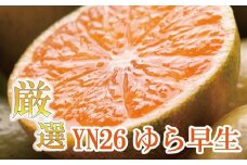 【先行予約】プレミアム有田みかん 10kg+250g（傷み補償分） ※10月より発送(ゆら早生) ※北海道・沖縄・離島配送不可 / 和歌山 有田 みかん ミカン 柑橘 果物 フルーツ 有田みかん 【ikd213】