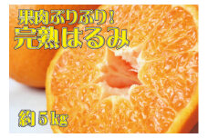 果肉ぷりぷり!完熟はるみ5kg　※2026年2月中旬頃～2026年2月下旬頃に順次発送予定(お届け日指定不可) 【uot732】