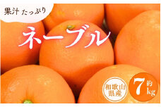 ネーブル 約7kg/サイズおまかせ　※2025年1月中旬～2025年2月上旬頃に順次発送予定(お届け日指定不可)　紀伊国屋文左衛門本舗【kztb430A】