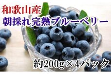 和歌山の朝採れ完熟ブルーベリー約800g(約200g×4パック) ※2024年7月上旬～7月下旬頃順次発送（お届け日指定不可）【tec510】