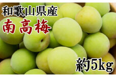 【和歌山名産】南高梅　約5kg（サイズ混合）　※2025年6月上旬～6月下旬頃に順次発送【tec913A】