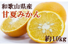 和歌山県産甘夏みかん約10kg（サイズおまかせ）【tec919】