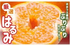 ＜2月より発送＞厳選はるみ2.5kg+250g（傷み補償分）【先行予約】【デコポンの姉妹品種・新食感春みかん】【光センサー選別】【ikd048C】