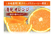 田村産清見オレンジ[約4.5kg]湯浅町田村産春みかん(果実サイズおまかせ)/紀伊国屋文左衛門本舗　※2025年3月中旬～4月下旬頃発送予定【kztb492A】