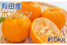 [濃厚・春みかん]有田産ポンカン約5kg(サイズおまかせ) ※2025年2月上旬～下旬頃発送予定（お届け日指定不可） 【tec932】