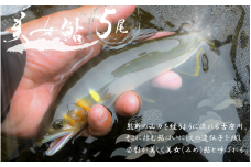 【先行予約】古座川町でのみ とれる 天然鮎「 美女鮎 」5尾【2024年6月中旬～10月中旬に順次発送】/  あゆ アユ 川魚 魚 焼き魚 天然【yuz147】